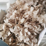 Popxstar New Year Valentine's Day 5g/lot,Grade A Preserved Midleaf Hydrangea,Nature Fresh Flower Head DIY Valentines Day gift box,Real Eternal Wedding Decoration